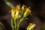 Flat-top goldentop